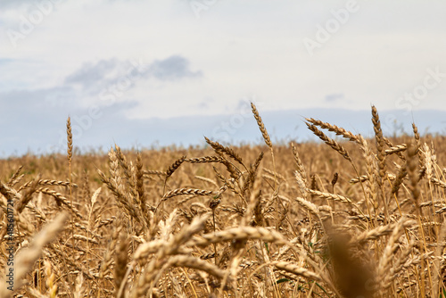 agriculture