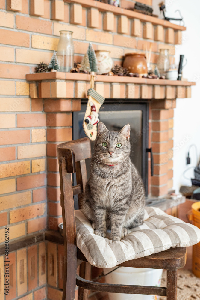 Obraz premium Grey cat sitting on a chair before the christmas time decorated fireplace