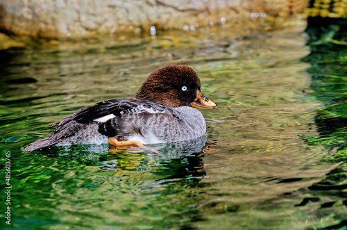 Barrow's goldeneye photo