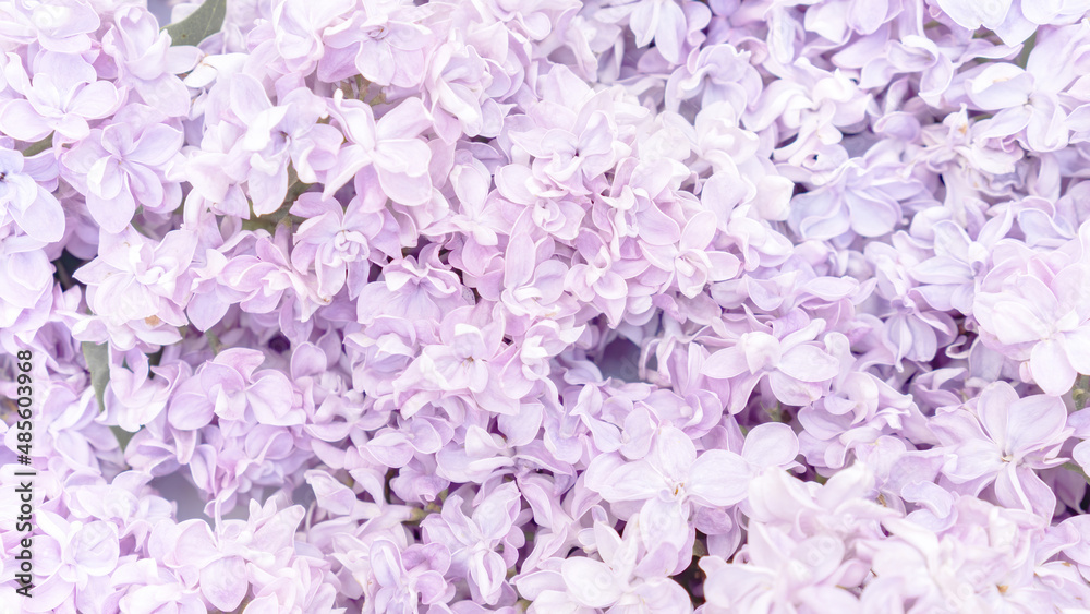 Fototapeta premium Pastel lilac flowers background. Delicate romantic flower background in lilac and lavender colors for wedding concept.