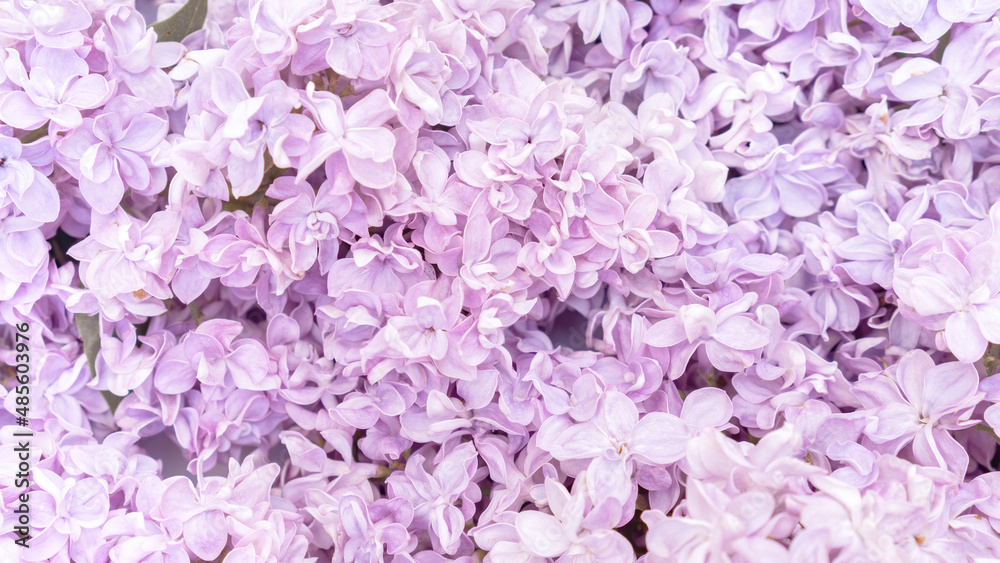 Romantic background of lilac flowers for the concept of Valentine's Day, wedding, anniversary. Light purple floral background.