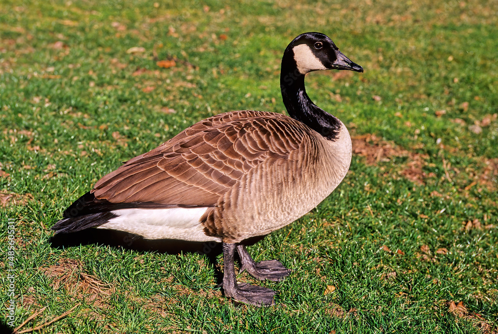 Canada goose Canada goose