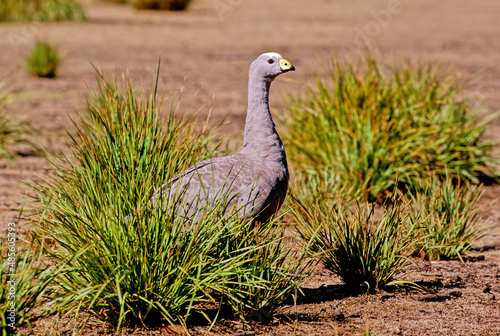 The Cape Barren goose (Cereopsis novaehollandiae) is a large goose resident in southern Australia. photo