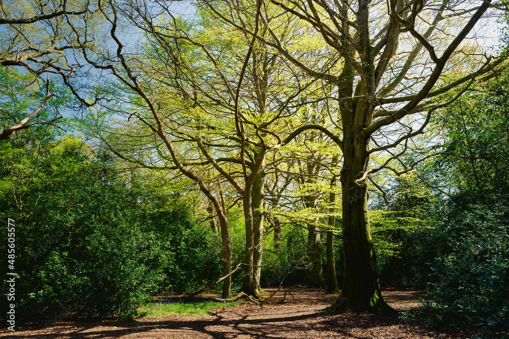Burton wood with trees and shrubs with stong light in spring. Beverley, UK. Burton wood with trees and shrubs with stong light in spring. Beverley, UK.