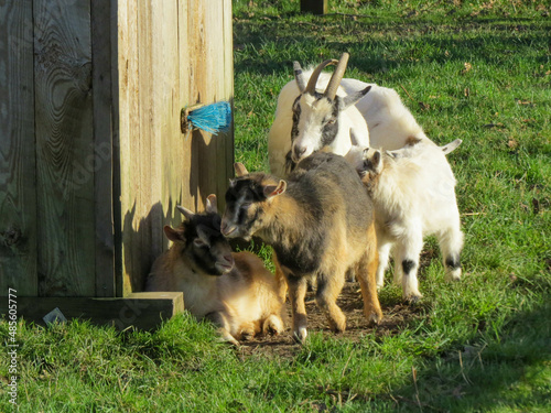 baby goats in the winter sunshine