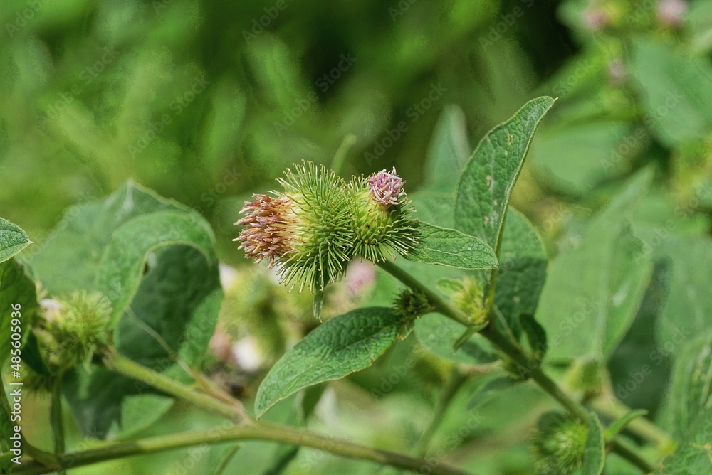 two prickly green red burdock flowers on the stalk in the park