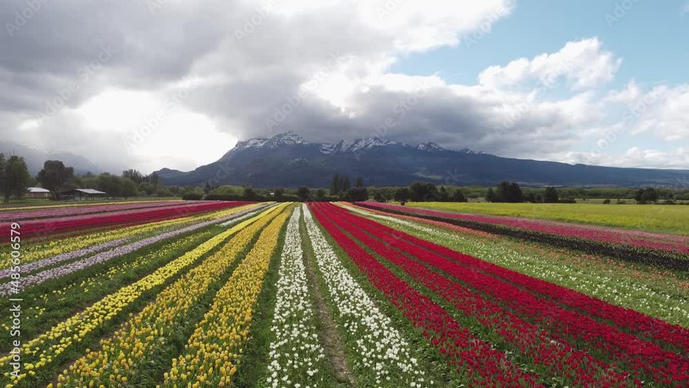 Campo de tulipanes Campo de tulipanes