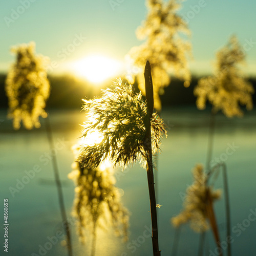 Beautiful flower blossoms in spring 
