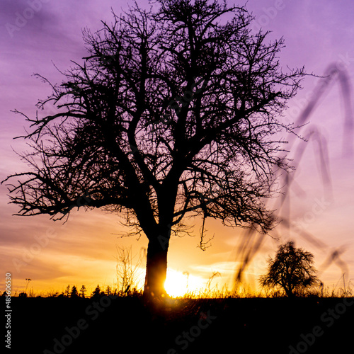 Lonensome tree at sunset with dramatic sky