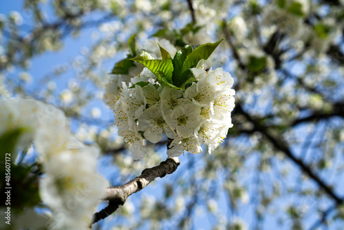 Close up shot of blossoms in spring