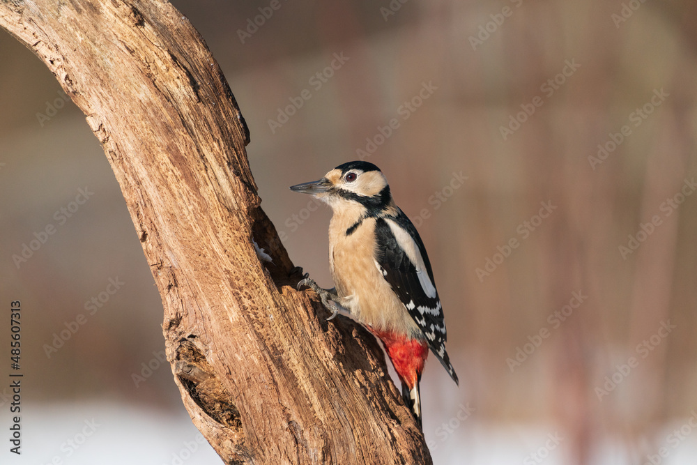 The great spotted woodpecker (Dendrocopos major) The great spotted woodpecker (Dendrocopos major)