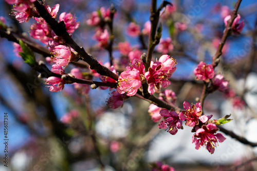 Close up shot of blossoms in spring