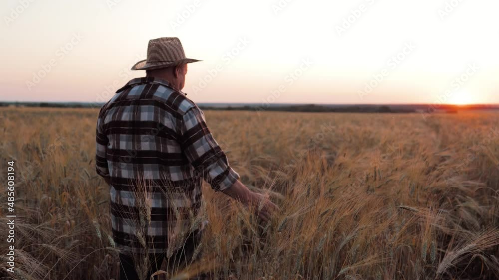 Golden wheat field. Senior farmer walking his land a golden field full of wheat harvest on a sunset. Male hand of the farmer touching of the golden wheat while he walking his field towards the sun. Golden wheat field. Senior farmer walking his land a golden field full of wheat harvest on a sunset. Male hand of the farmer touching of the golden wheat while he walking his field towards the sun.