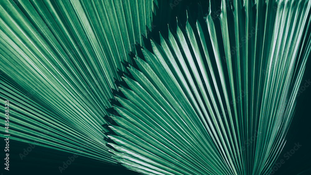 Obraz premium tropical palm leaf, abstract green texture background
