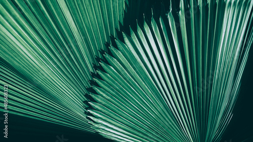 tropical palm leaf, abstract green texture background