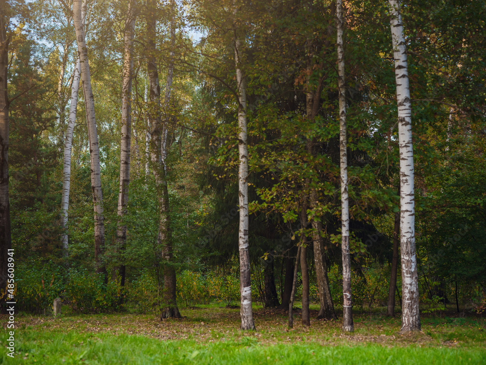 Obraz premium traditional forest of central Russia, summer sunset. Scenic forest of fresh green trees, beautiful park, summer landscape, birch grove, fir forest summer landscape