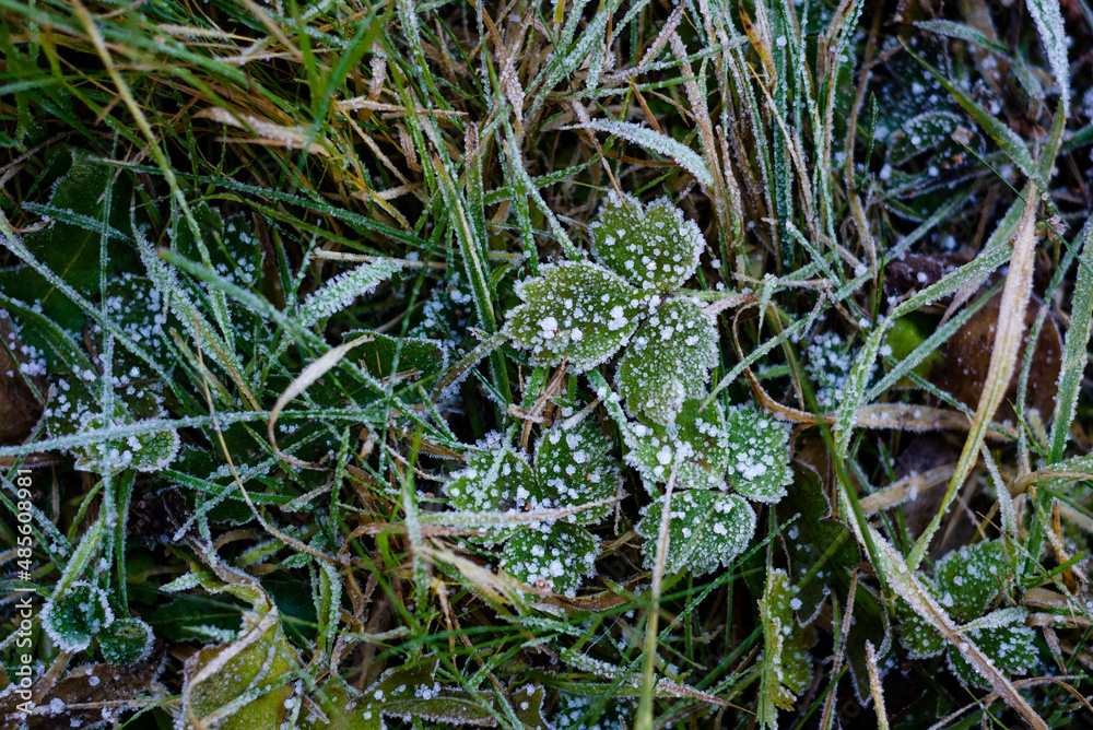 Obraz premium water drops on a leaf