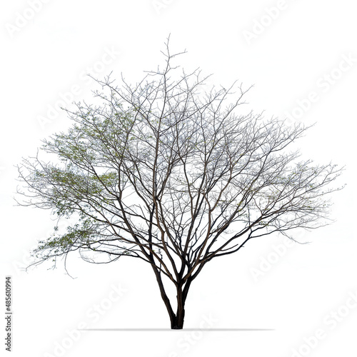 Isolated bare tree against white background