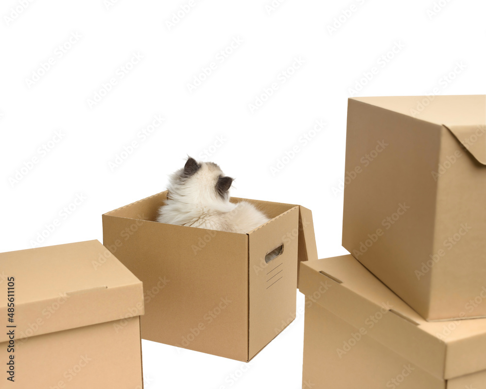 Fluffy cat in a box on a white isolated background with space for text. Gray cat breed Scottish Straight. A pet inside a box among other cardboard boxes looks up. The concept of home and relocation.