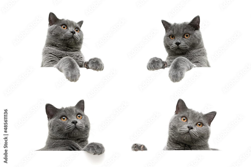 head of gray cat with yellow eyes isolated on a white background