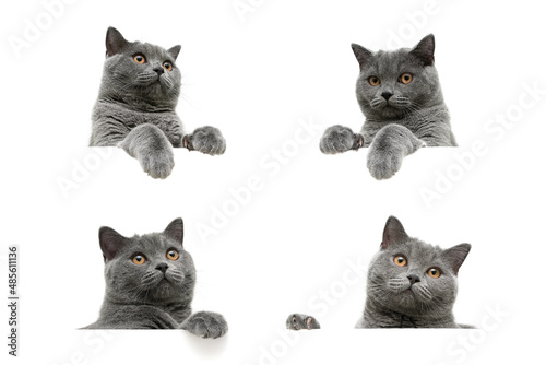 head of gray cat with yellow eyes isolated on a white background
