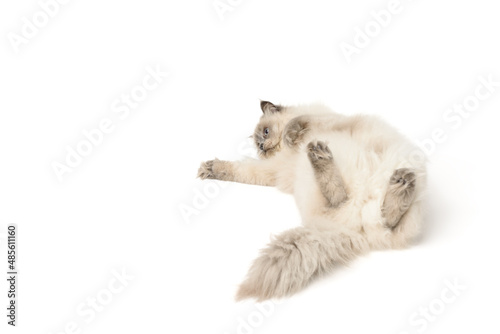 Fluffy cat on a white isolated background. Gray cat breed Scottish Straight. A beautiful funny pet lies on its back, plays and frolics on a studio background. High resolution photo with space for text