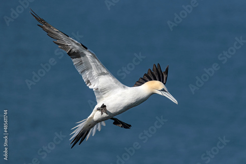Northern Gannet coming into land