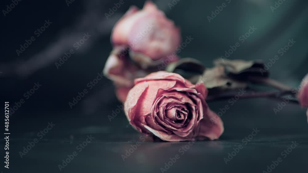 Withered roses flowers falling on black background, A withered bouquet ...