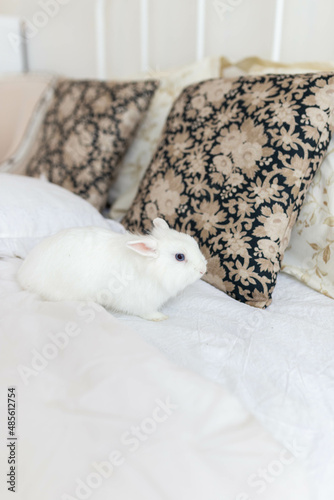white fluffy cute rabbit in a bright room on a snow-white bed with a colored pillow