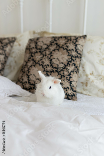 white fluffy cute rabbit in a bright room on a snow-white bed with a colored pillow