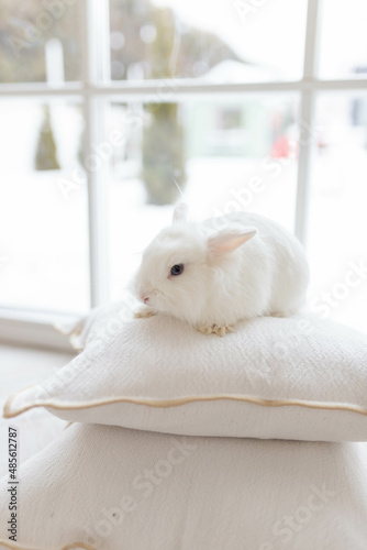 White fluffy cute rabbit in a bright room sitting on pillows. There is a window in the background, snowy winter outside the window