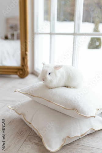 White fluffy cute rabbit in a bright room sitting on pillows. There is a window in the background, snowy winter outside the window