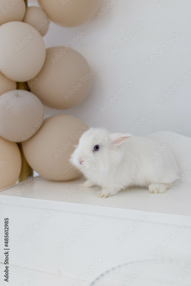 white fluffy cute rabbit in a bright room on the shelf next to the balloons