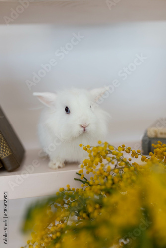 white fluffy cute rabbit in a bright room, bookshelf, yellow mimosa flowers, adorable, animal, background, big ears, big eyes, bunny, clear, close up, cute, decorative, easter, easter background, east