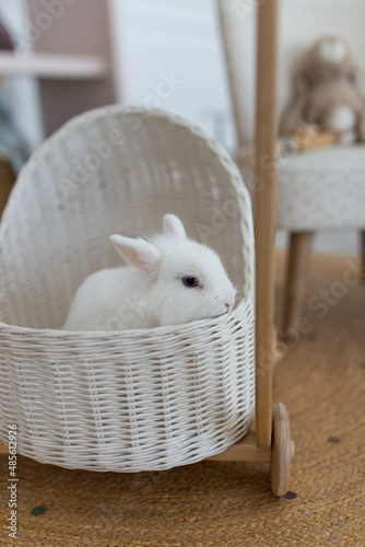 white fluffy cute rabbit in a bright room, white basket, baby stroller