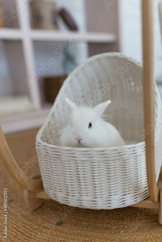 white fluffy cute rabbit in a bright room, white basket, baby stroller