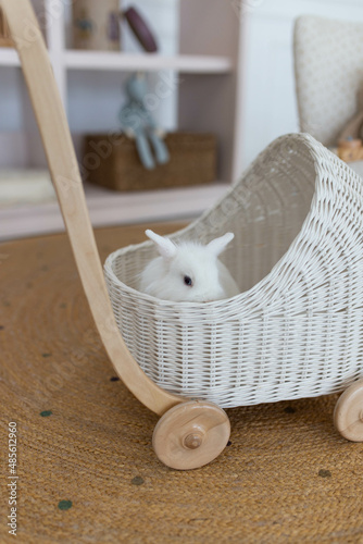 white fluffy cute rabbit in a bright room, white basket, baby stroller