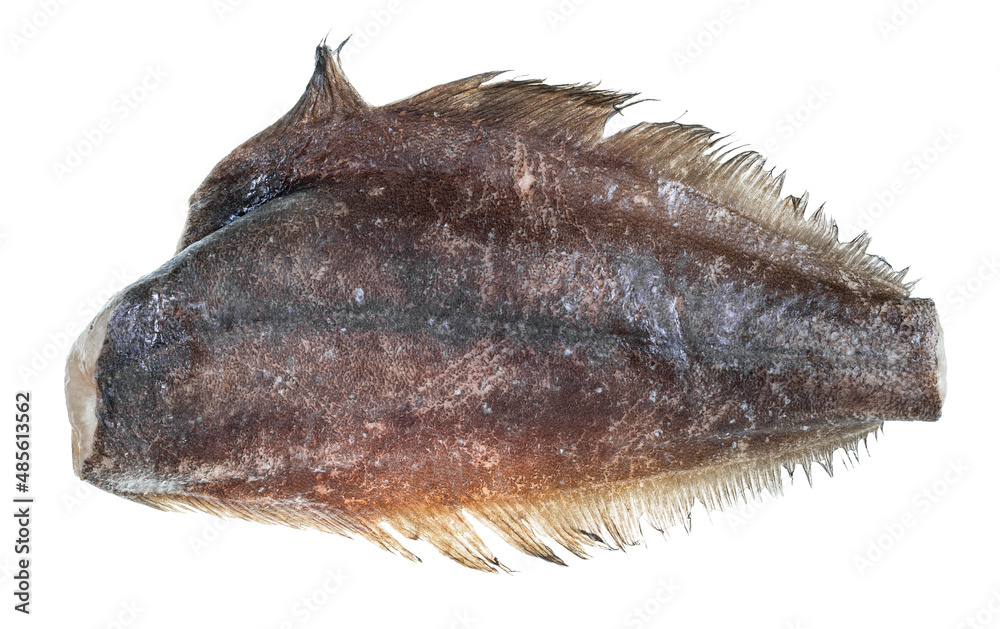 frozen headless halibut fish isolated on white frozen headless halibut fish isolated on white