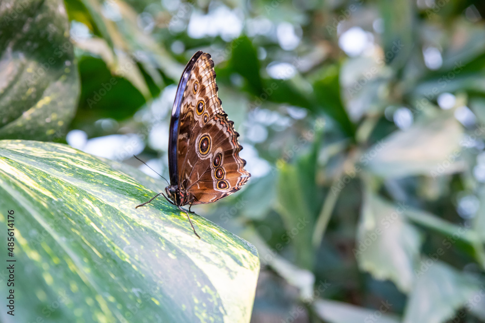 Fototapeta premium Schmetterling
