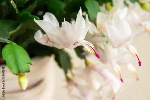 Flowering Christmas cactus. Schlumbergera truncata houseplant. Closeup