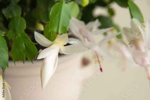 Flowering Christmas cactus. Schlumbergera truncata houseplant. Closeup