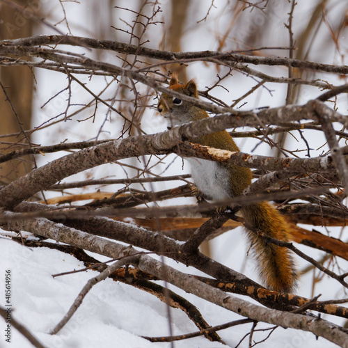 American Red Squirrel (Tamiasciurus hudsonicus) hidden in the brush during winter with snow. Selective focus, background blur and foreground blur. 