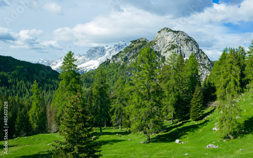 Mountain summer landscape. View of the meadow and the larch and pine forest with Mount Pelmo in the background under the cloudy sky. Staulamza pass, Italy.