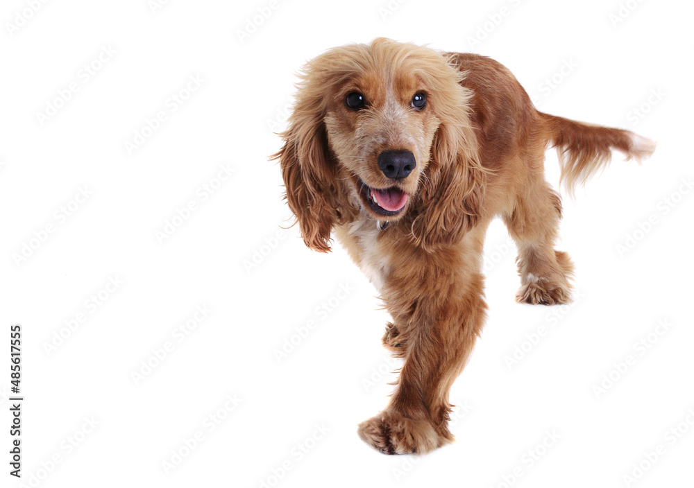 Lovely spaniel dog