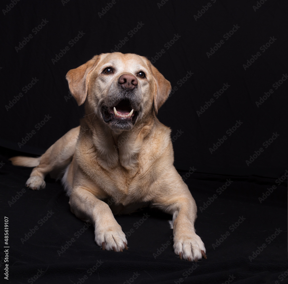 Cheerful yellow labrador dog lying on a black background.