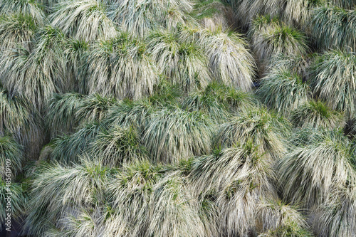 Tussock Grass, Stromness Bay, South Georgia, South Georgia and the Sandwich Islands, Antarctica photo