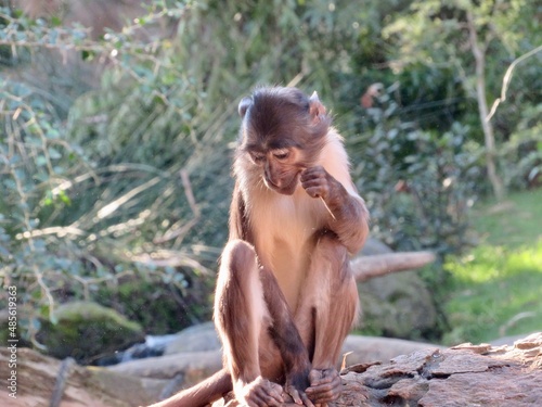 La scimmia pensante photo