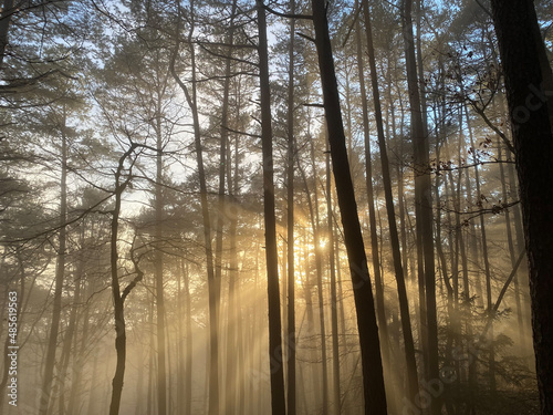 Forest trees with sunshine and fog © Andrea Geiss