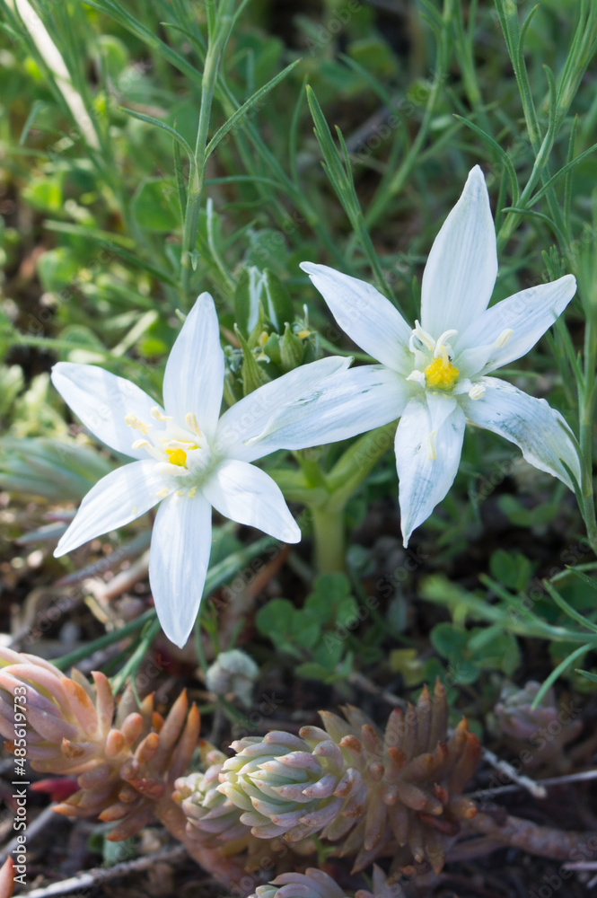 Beautiful white flower Ornithogalum umbellatum, the garden star-of-Bethlehem or grass lily, growing wildly in the nature, symbolizing innocence and purity, in Drivenik, Croatia Beautiful white flower Ornithogalum umbellatum, the garden star-of-Bethlehem or grass lily, growing wildly in the nature, symbolizing innocence and purity, in Drivenik, Croatia