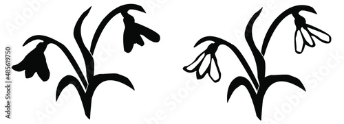 vector illustrations of a snowdrop with two flowers